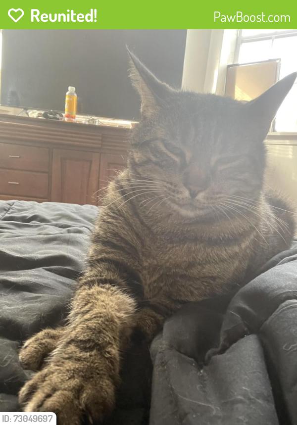 Reunited Male Cat last seen Kerbaugh st , , Philadelphia, PA 19140