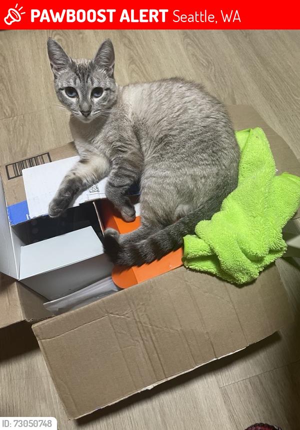 Lost Female Cat last seen 6th Ave S, Seattle, WA 98168