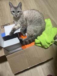 Lost Female Cat last seen 6th Ave S, Seattle, WA 98168