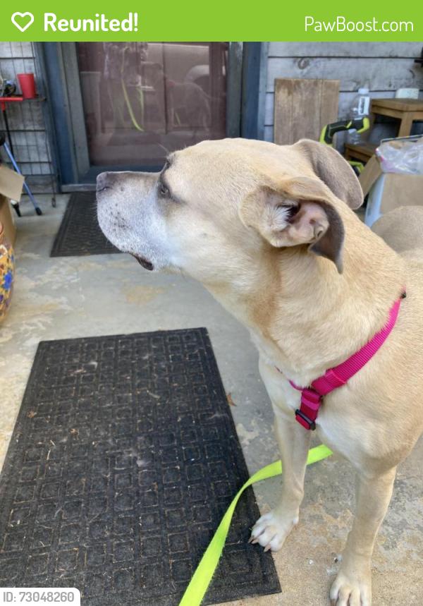 Reunited Female Dog last seen Roswell Street and Fairground, Marietta, GA 30060