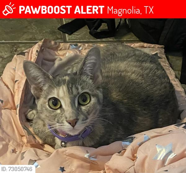 Lost Female Cat last seen Village of heritage point, Magnolia, TX 77355