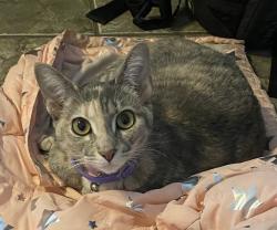 Lost Female Cat last seen Village of heritage point, Magnolia, TX 77355