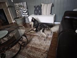 Found/Stray Male Dog last seen hwy 2 and Rosemary, Commerce City, CO 80022
