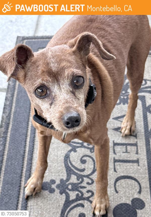 Found/Stray Female Dog last seen Adventist Health Montebello, Montebello, CA 90640
