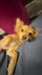 Reunited Female Dog last seen 107th and Juniper , Los Angeles, CA 90002