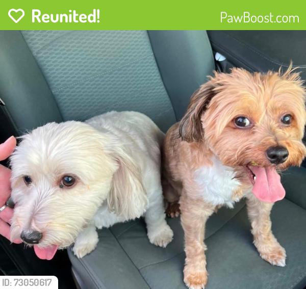 Reunited Male Dog last seen Spring hill dr, Spring Hill, FL 34606