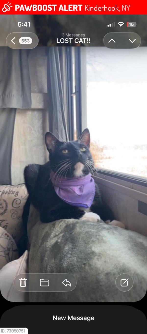 Lost Male Cat last seen Kinderhook, Kinderhook, NY 12106