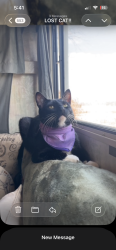 Lost Male Cat last seen Kinderhook, Kinderhook, NY 12106