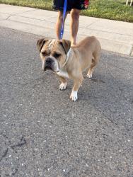 Found/Stray Male Dog last seen Galen drive and harbour point, Elk Grove, CA 95758