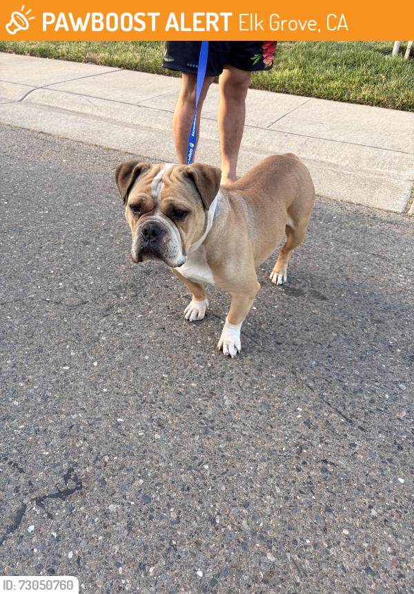 Found/Stray Male Dog last seen Galen drive and harbour point, Elk Grove, CA 95758