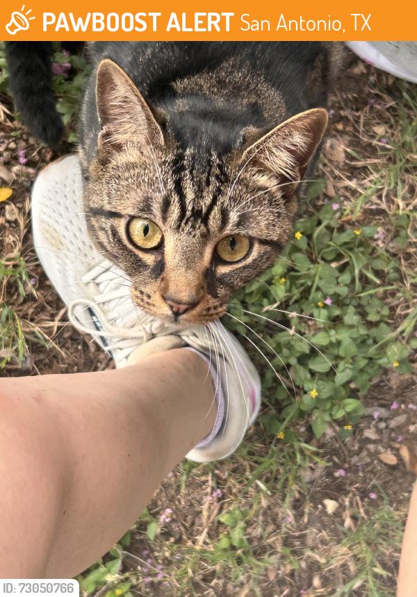 Found/Stray Unknown Cat last seen Redland, San Antonio, TX 78259