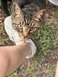 Found/Stray Unknown Cat last seen Redland, San Antonio, TX 78259