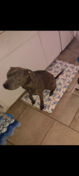 Lost Female Dog last seen Schoolcraft , Detroit, MI 48238