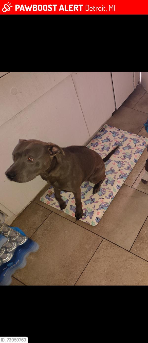 Lost Female Dog last seen Schoolcraft , Detroit, MI 48238