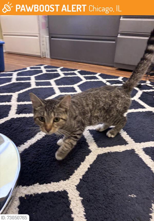 Found/Stray Male Cat last seen Whipple and School, Chicago, IL 60618