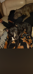Lost Female Dog last seen Schoolcraft , Detroit, MI 48238