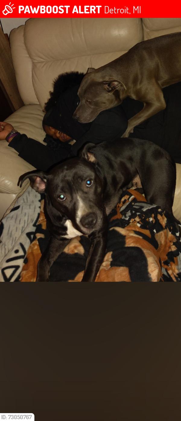 Lost Female Dog last seen Schoolcraft , Detroit, MI 48238