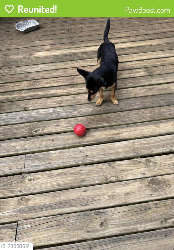 Reunited Male Dog last seen Near crossville rd , Roswell, GA 30075