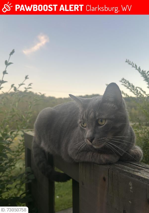 Lost Male Cat last seen Near W Pike St , Clarksburg, WV 26301