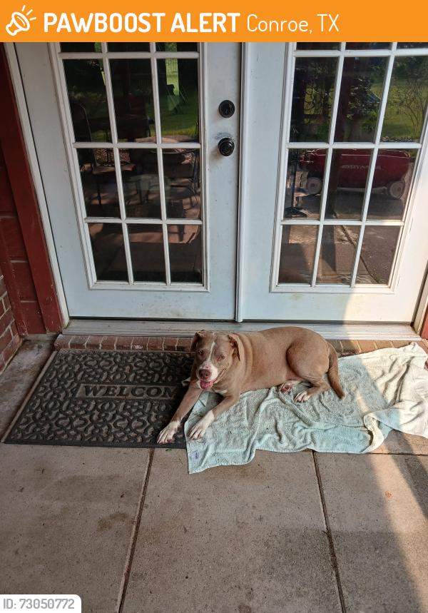Found/Stray Female Dog last seen Acreman Rd at Rocky Rd, Conroe, TX 77301
