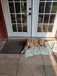Found/Stray Female Dog last seen Acreman Rd at Rocky Rd, Conroe, TX 77301