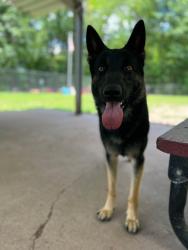 Lost Male Dog last seen Near Bergen Blvd, Ridgefield, NJ 07657, Ridgefield, NJ 07657