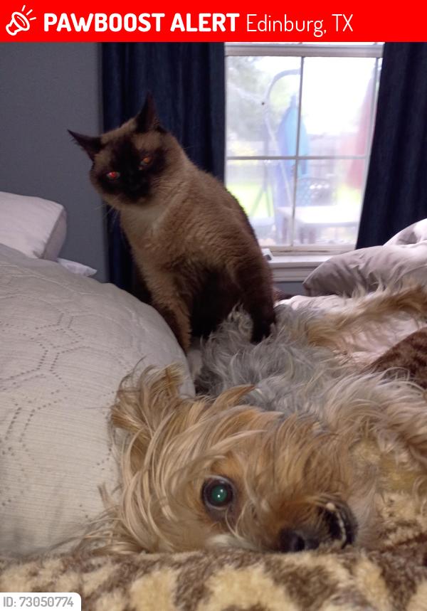 Lost Male Cat last seen Near Blue Ridge Dr Edinburg, Edinburg, TX 78539