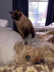 Lost Male Cat last seen Near Blue Ridge Dr Edinburg, Edinburg, TX 78539