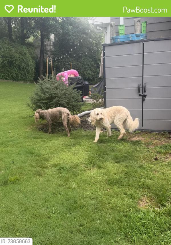 Reunited Male Dog last seen Shallowford rd & north hembree , Cobb County, GA 30062