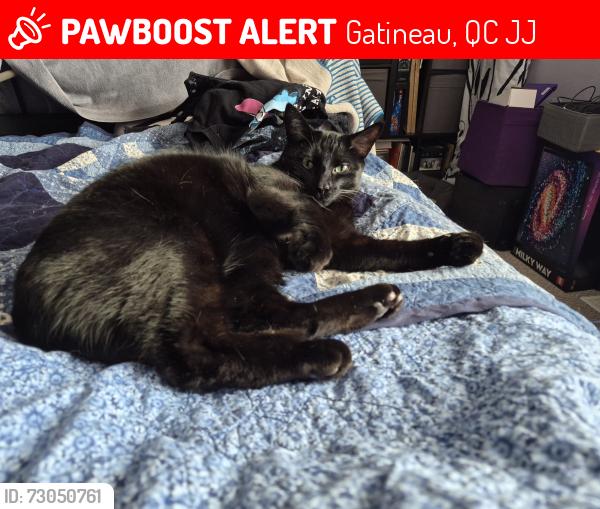 Lost Male Cat last seen Ours noir/du lynx, Gatineau, QC J9J