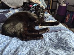 Lost Male Cat last seen Ours noir/du lynx, Gatineau, QC J9J
