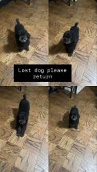 Lost Male Dog last seen Sixth st se , Washington, DC 20032