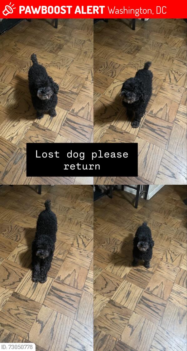 Lost Male Dog last seen Sixth st se , Washington, DC 20032