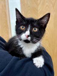 Found/Stray Unknown Cat last seen Ludlow Park, Norwalk, CT 06855