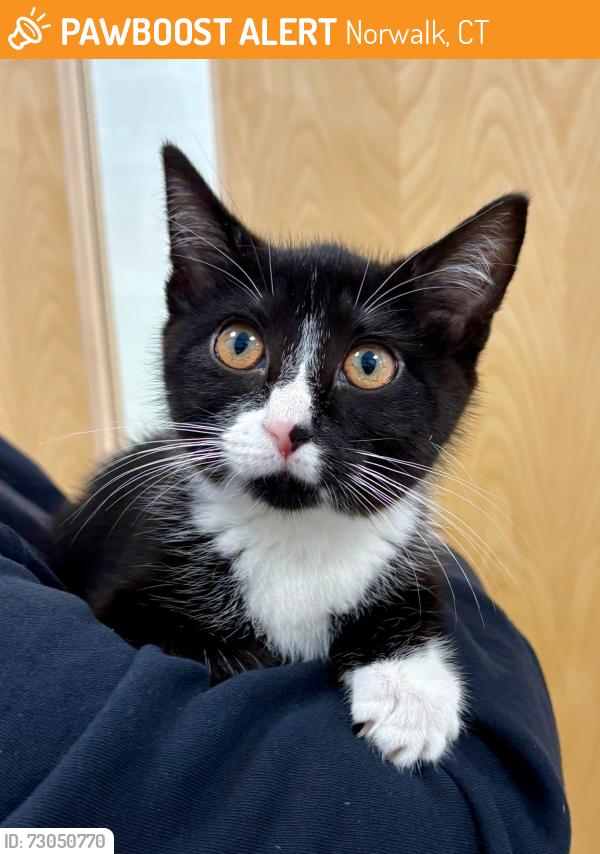 Found/Stray Unknown Cat last seen Ludlow Park, Norwalk, CT 06855