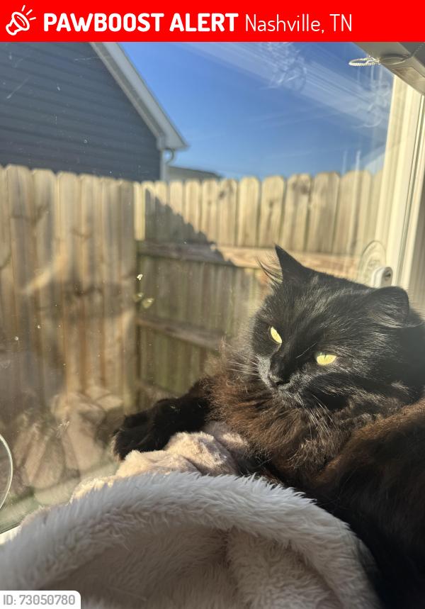 Lost Female Cat last seen Neill Ave between Marina St and Smiley St, Nashville, TN 37206