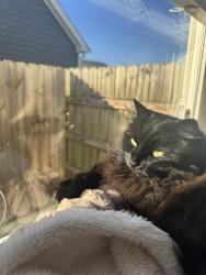 Lost Female Cat last seen Neill Ave between Marina St and Smiley St, Nashville, TN 37206