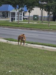 Found/Stray Unknown Dog last seen Near Popeyes, Newport News, VA 23602