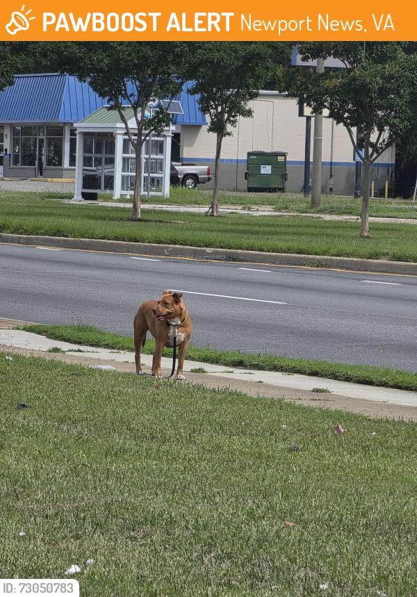 Found/Stray Unknown Dog last seen Near Popeyes, Newport News, VA 23602