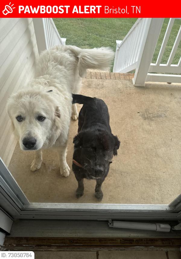 Lost Unknown Dog last seen Vance Dr. barber road. Rooster front park, Bristol, TN 37620
