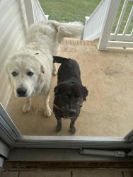Lost Unknown Dog last seen Vance Dr. barber road. Rooster front park, Bristol, TN 37620