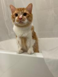 Lost Male Cat last seen Near Se 24Th Ct , Homestead, FL 33035