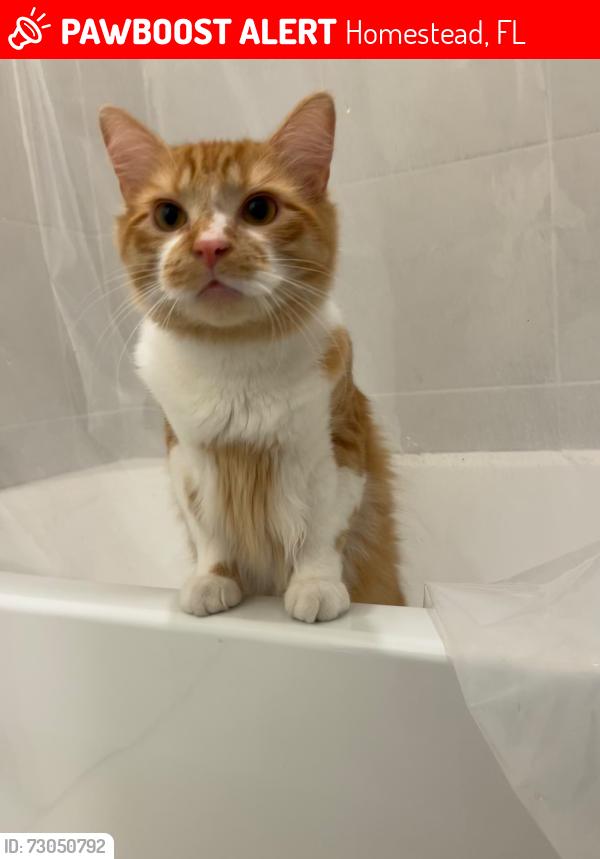 Lost Male Cat last seen Near Se 24Th Ct , Homestead, FL 33035