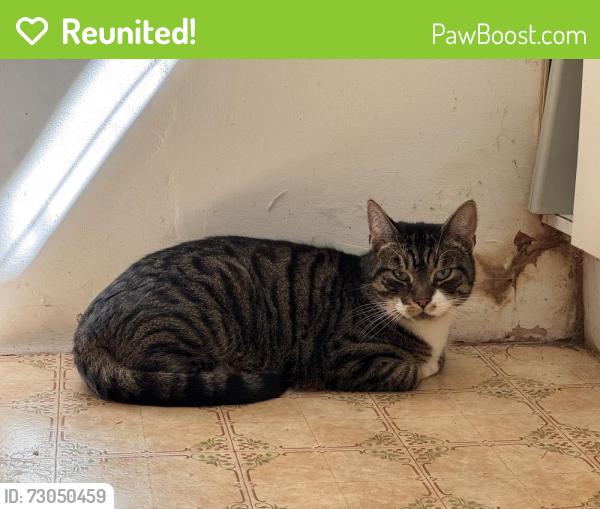 Reunited Unknown Cat last seen Halfway up Clifton Vale - from back garden on east side., Bristol City, England BS8 4PT