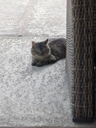 Found/Stray Unknown Cat last seen Louetta and TC Jester, Spring, TX 77379