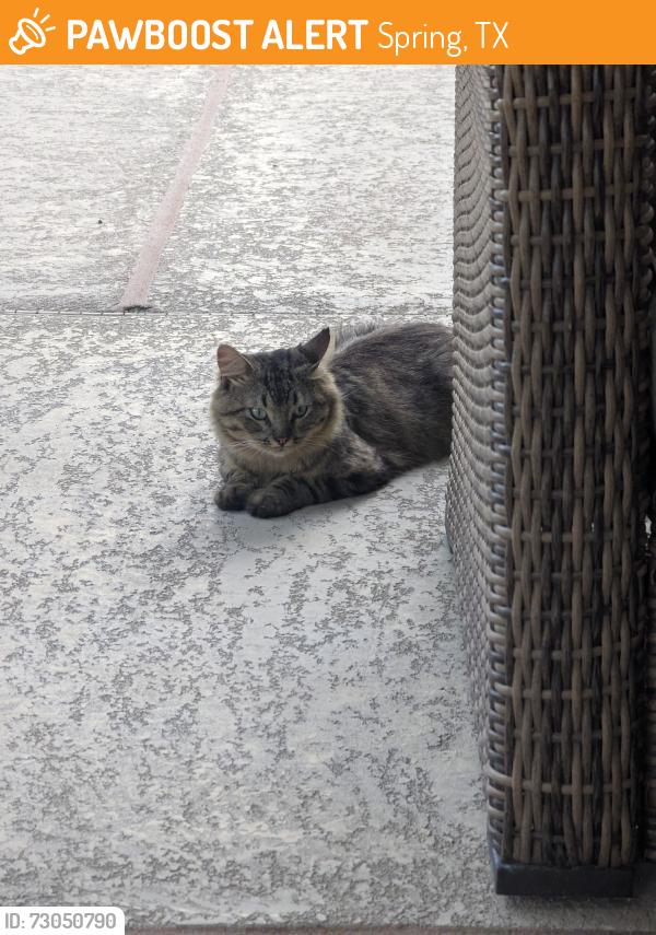 Found/Stray Unknown Cat last seen Louetta and TC Jester, Spring, TX 77379