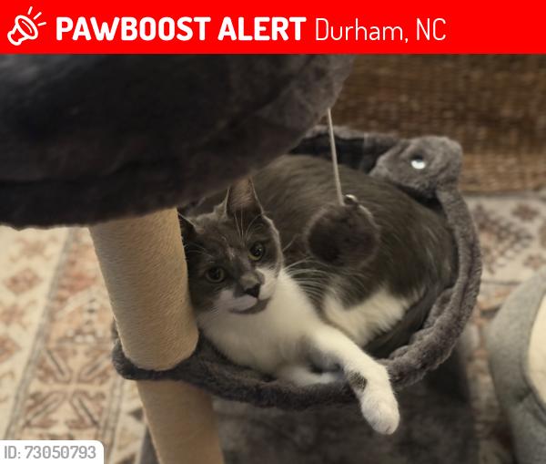Lost Female Cat last seen Rockwood Park, Durham, NC 27707