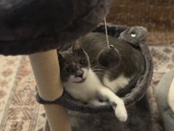Lost Female Cat last seen Rockwood Park, Durham, NC 27707