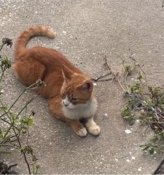 Lost Male Cat last seen Ridgewood, Daytona Beach, FL 32114