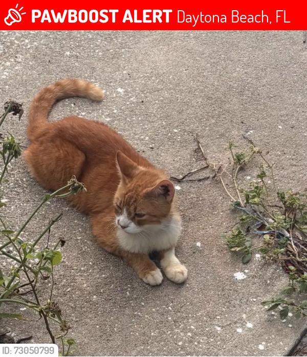 Lost Male Cat last seen Ridgewood, Daytona Beach, FL 32114